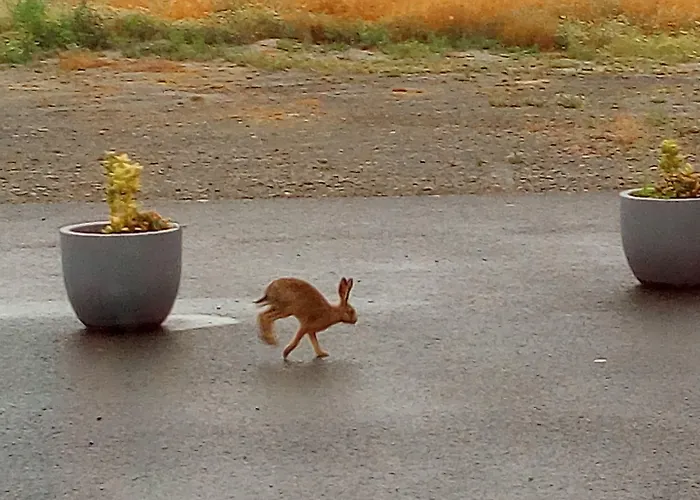 Alojamento de Acomodação e Pequeno-almoço La Jacotiere 3*
