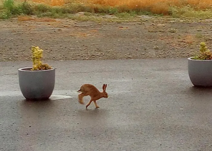 La Jacotiere Bed & Breakfast Ardevon